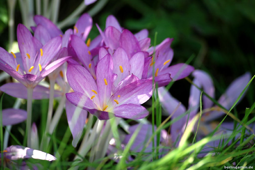 Herbstzeitlose Violet Queen