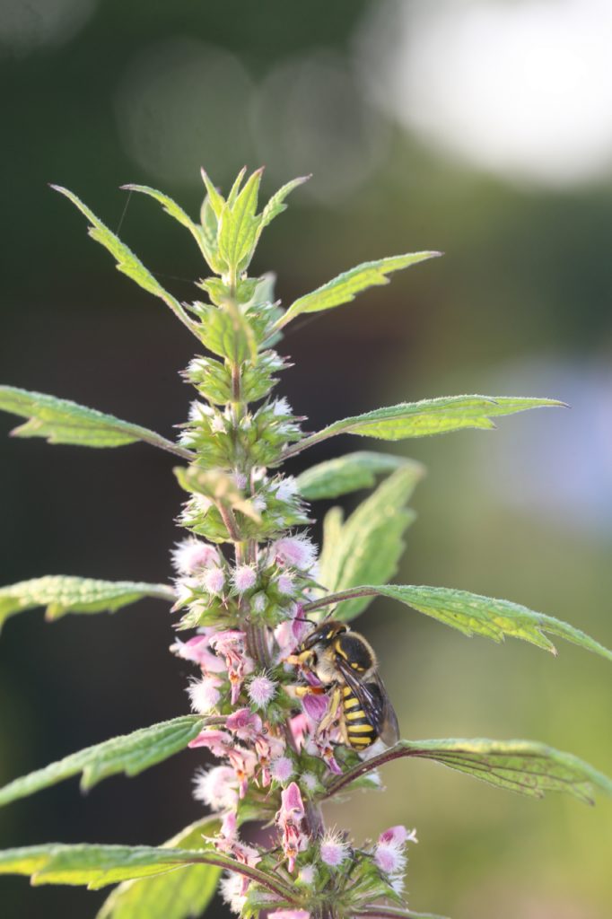 Insektenfreundliche Pflanze Herzgespann mit Wollbiene für einen insektenfreundlichen Garten