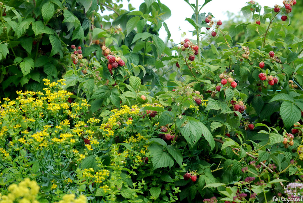 Himbeeren Weinraute