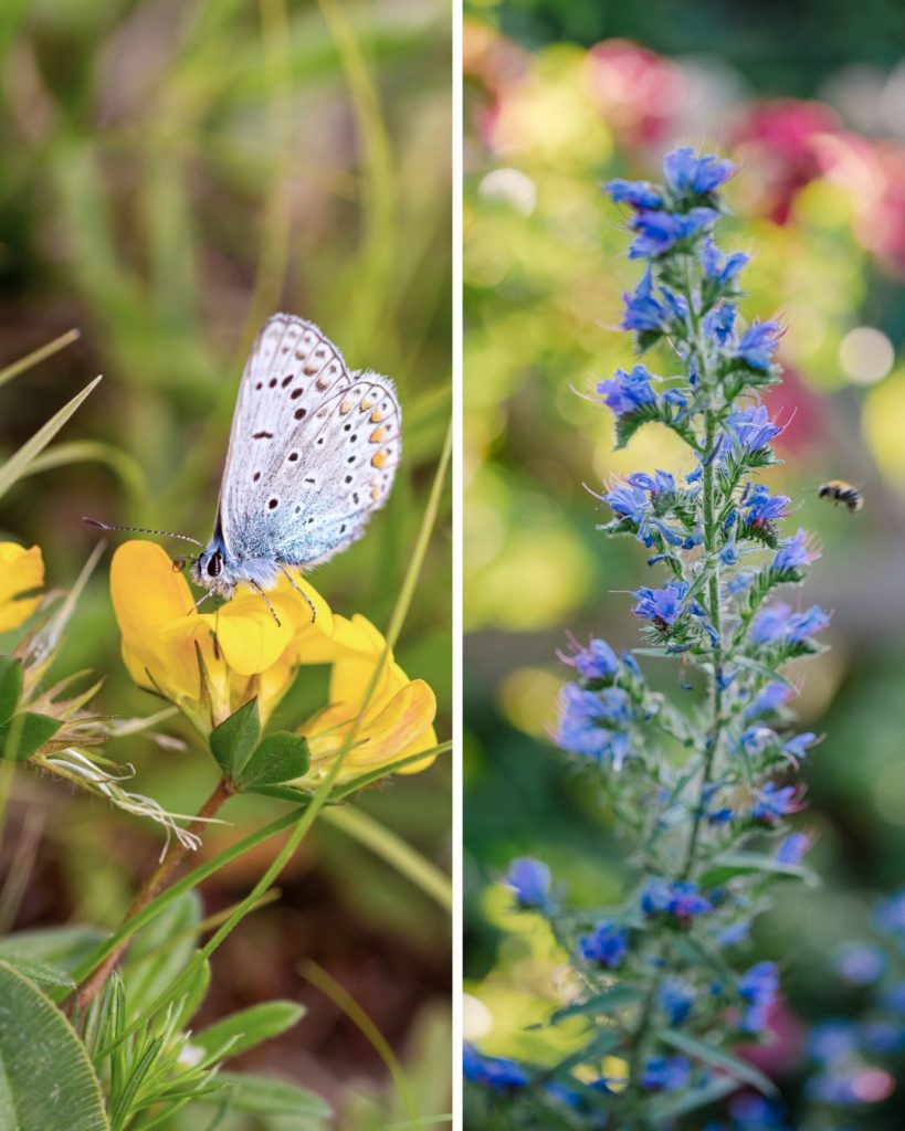 Insektenfreundliche Dauerblüher Gemeiner Hornklee und Natternkopf