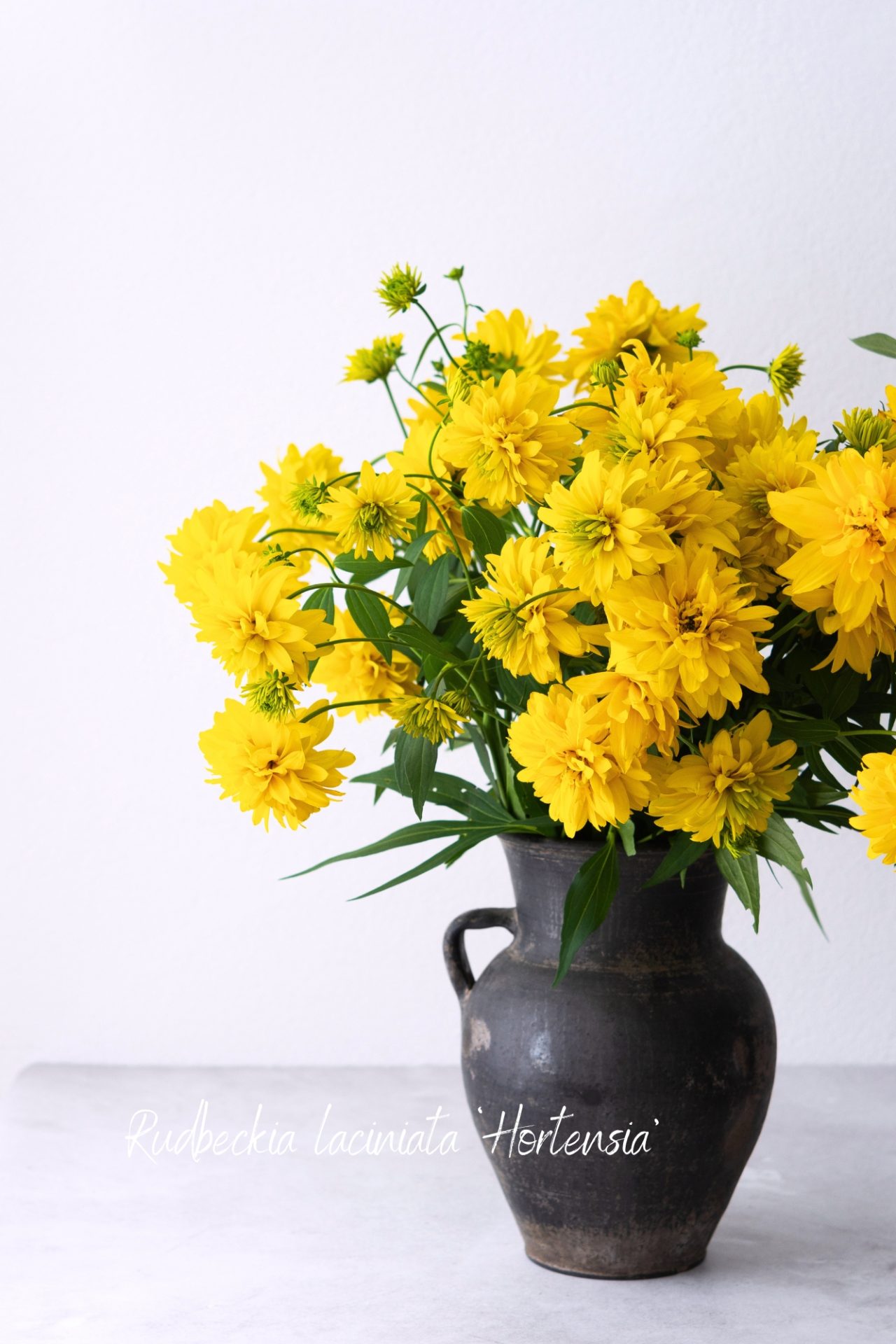 Winterharte Alternativen zu Dahlien: Hortensia