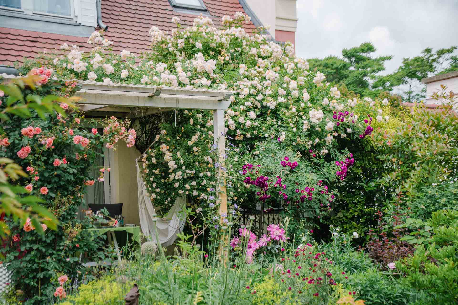 Terrasse mit Kletterrosen in Isabels Garten