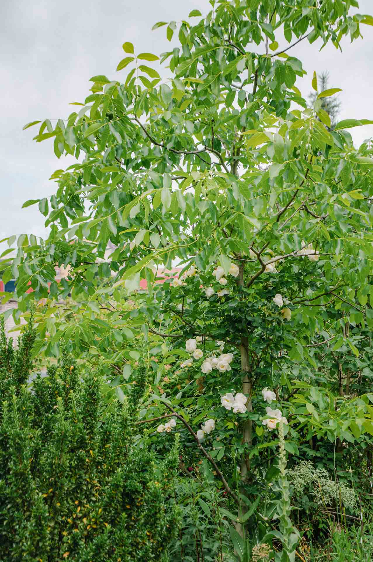 Walnussbaum mit Ramblerrose