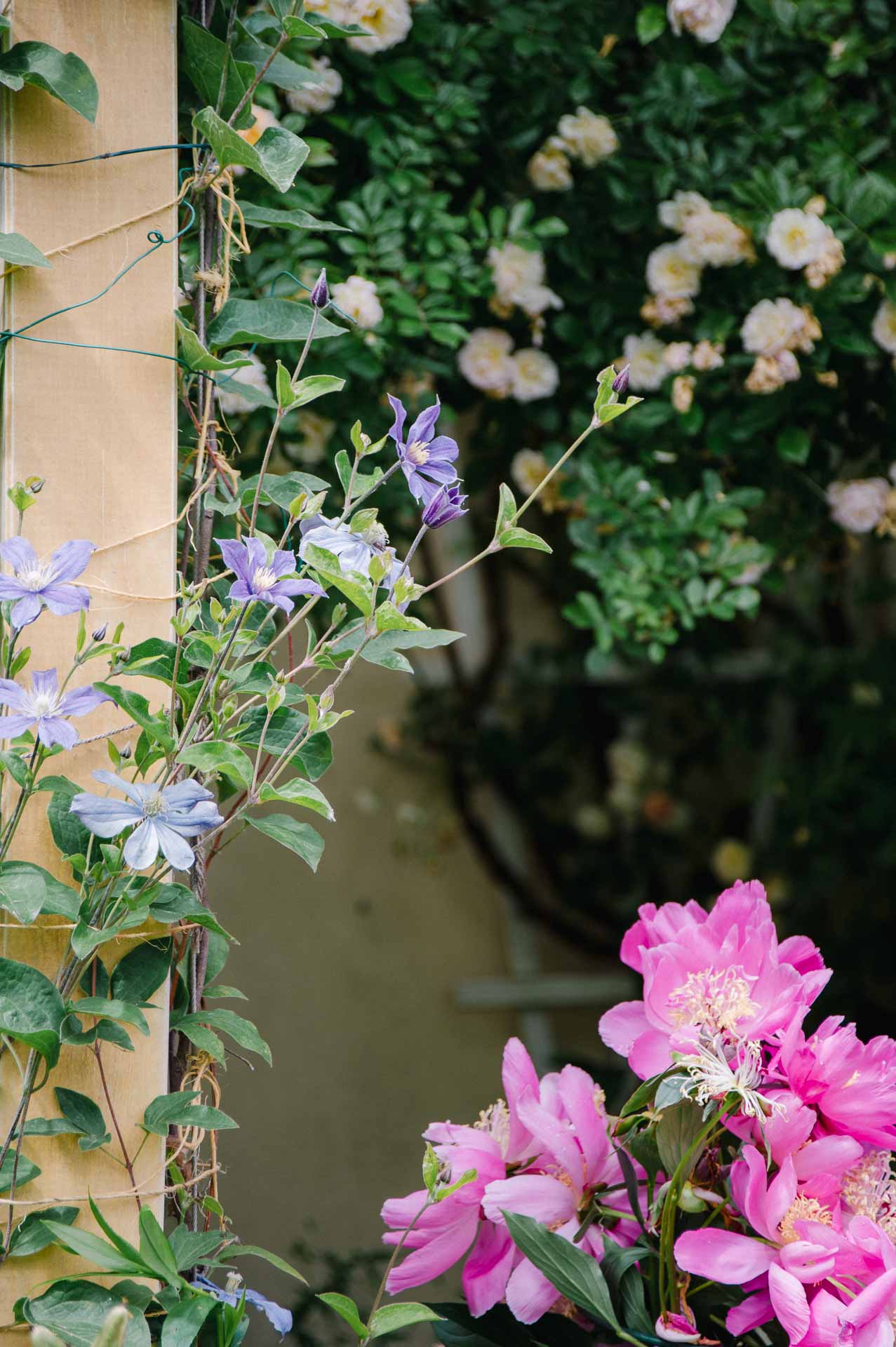 Tolles Trio: Clematis, Rose, Pfingstrose
