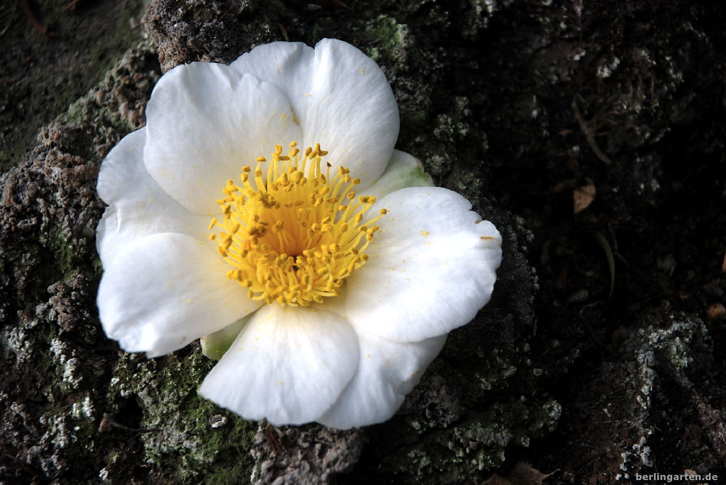 Kamelienschönheit auf Stein Camellia Hybride Kyo Nishiki