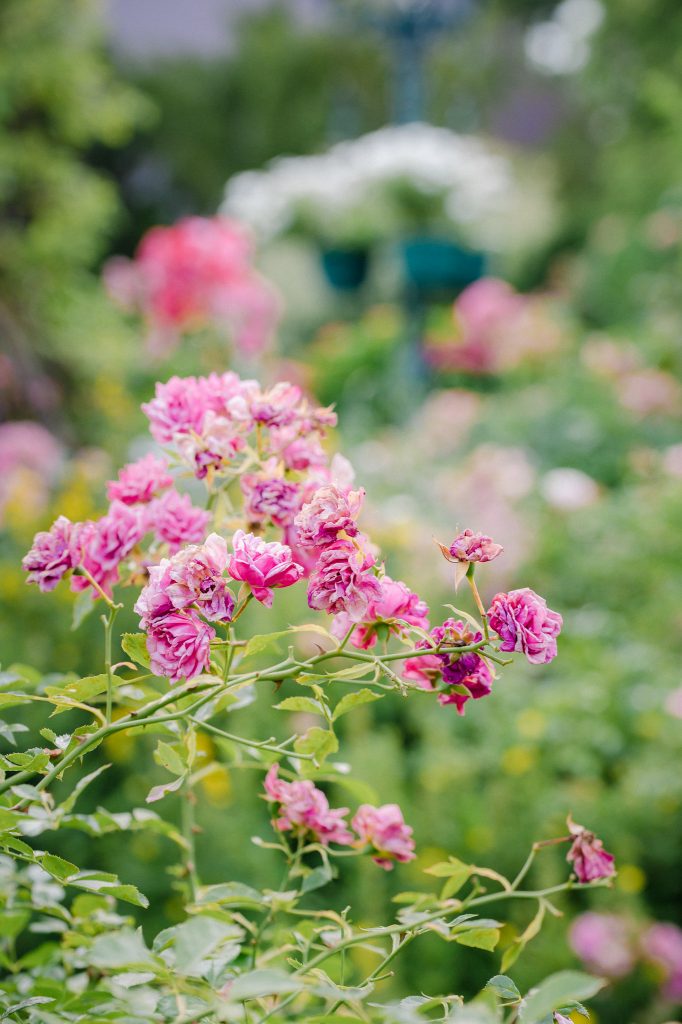Rose 'Heidetraum' blüht unermüdlich