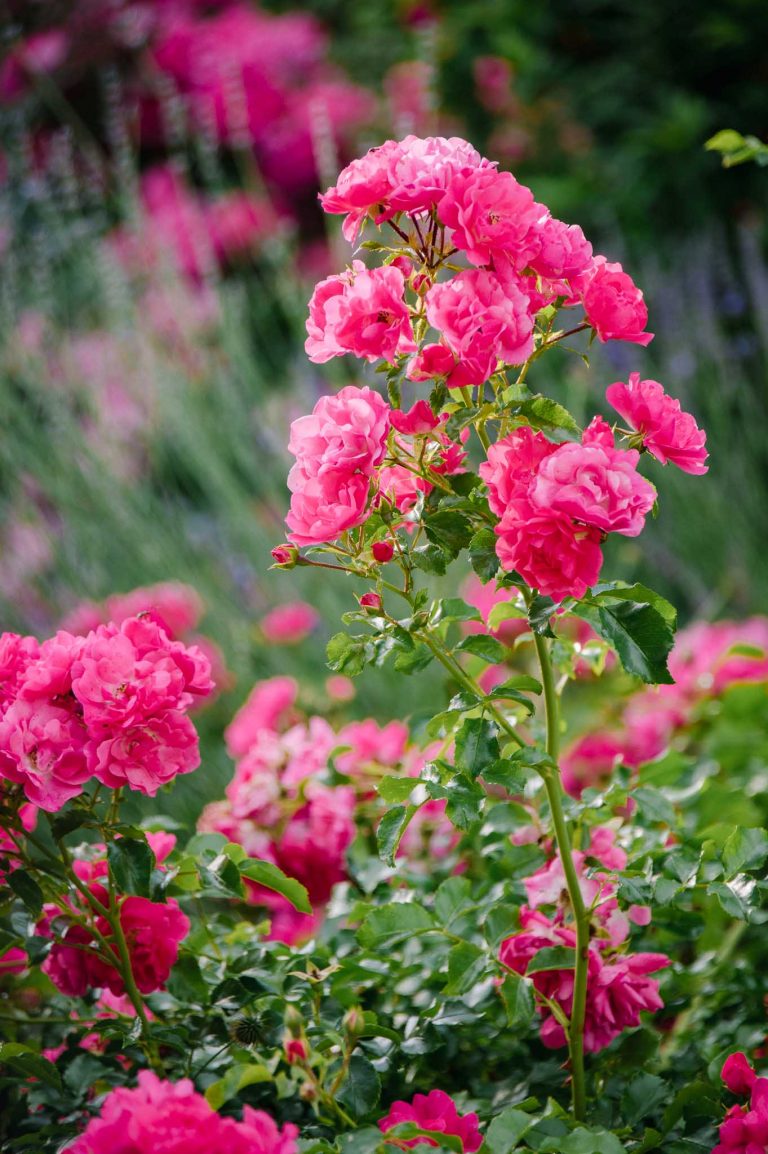 Rose Heidetraum: die Weltrose für alle Fälle