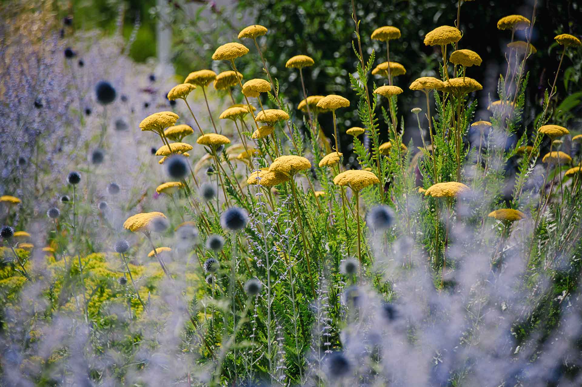 Klimaresistenter Garten mit Goldgarbe