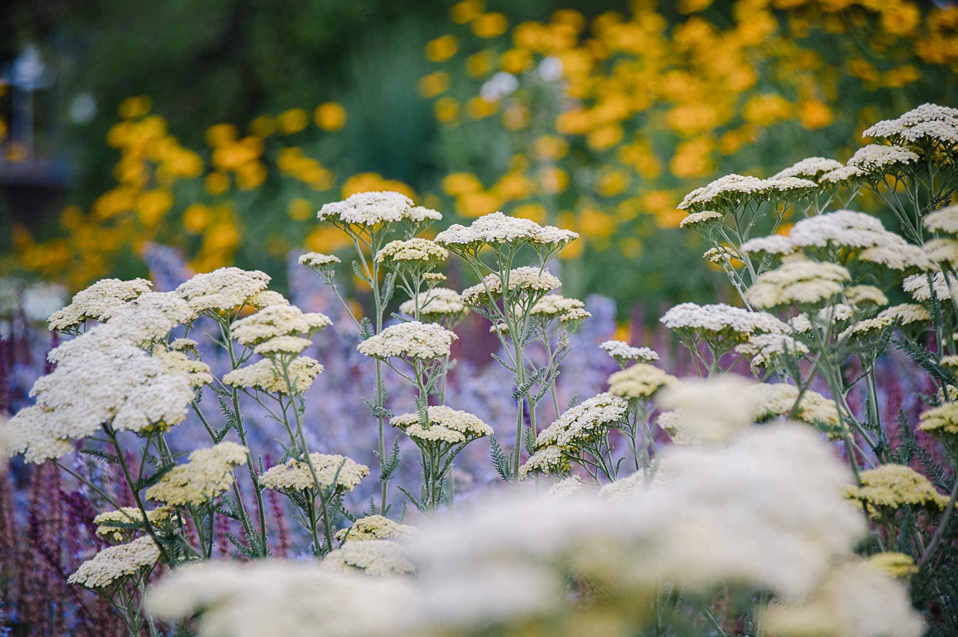 Die heimische Schafgarbe ist eine tolle Pflanze für den Klimagarten