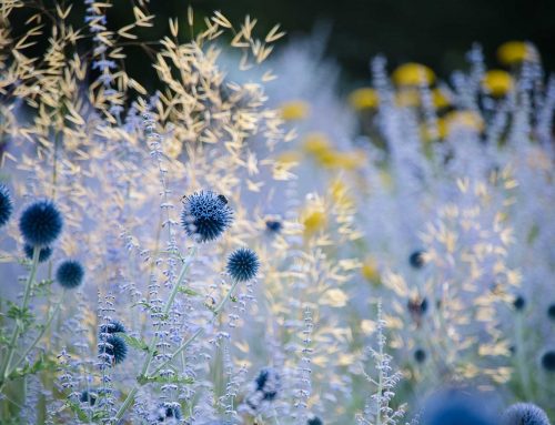 Klimagarten anlegen: So machst du deinen Garten klimaresilient