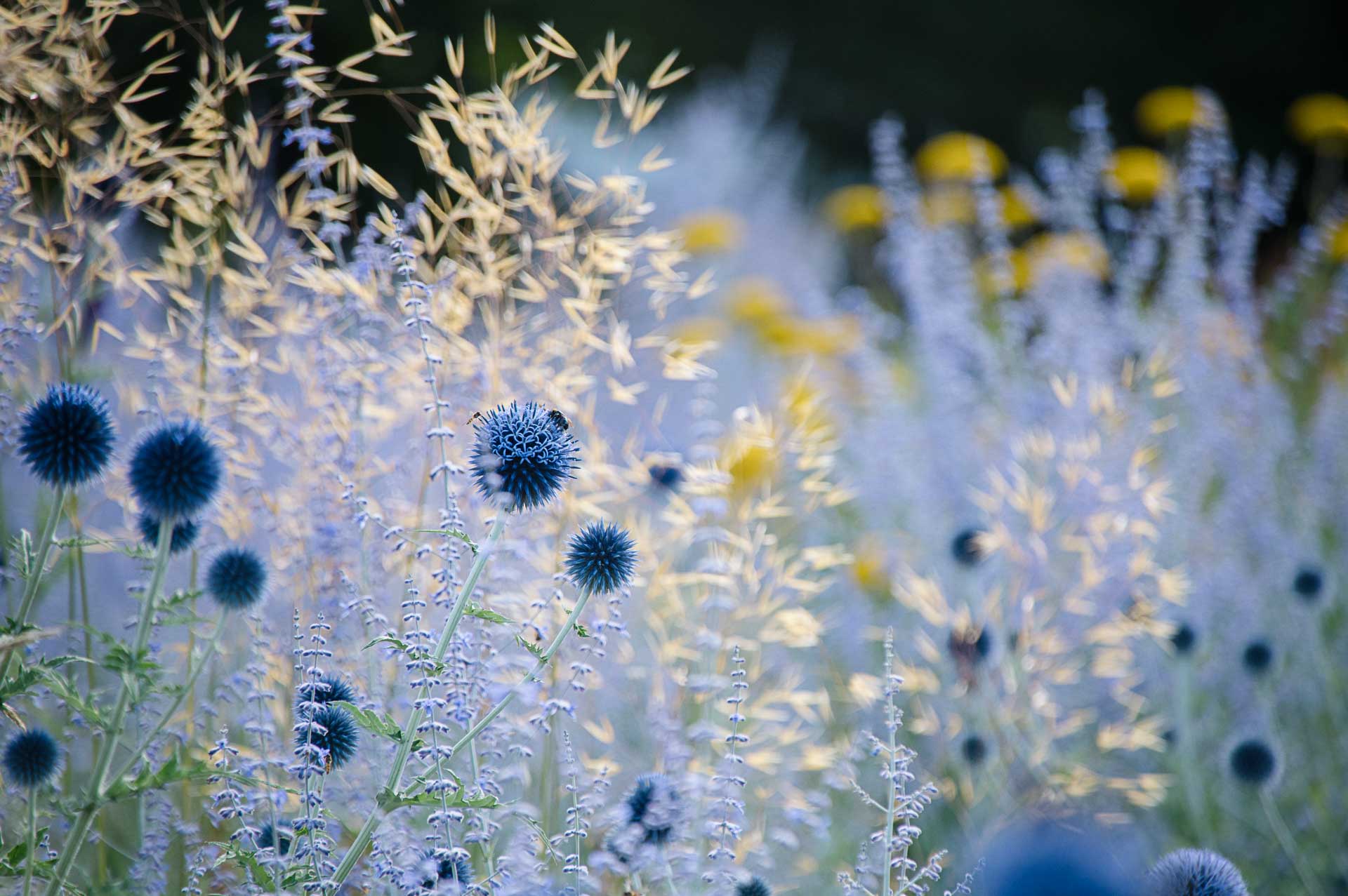 Klimaresilienten Garten anlegen: Disteln und Blauraute helfen