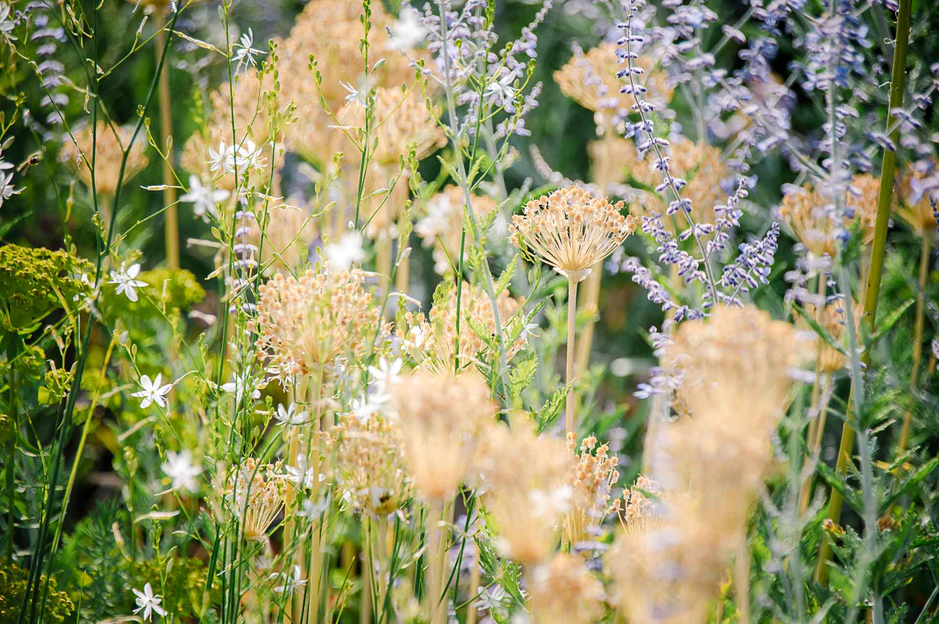 Klimagarten anlegen: Zwiebelblumen verschlafen heiße Sommer