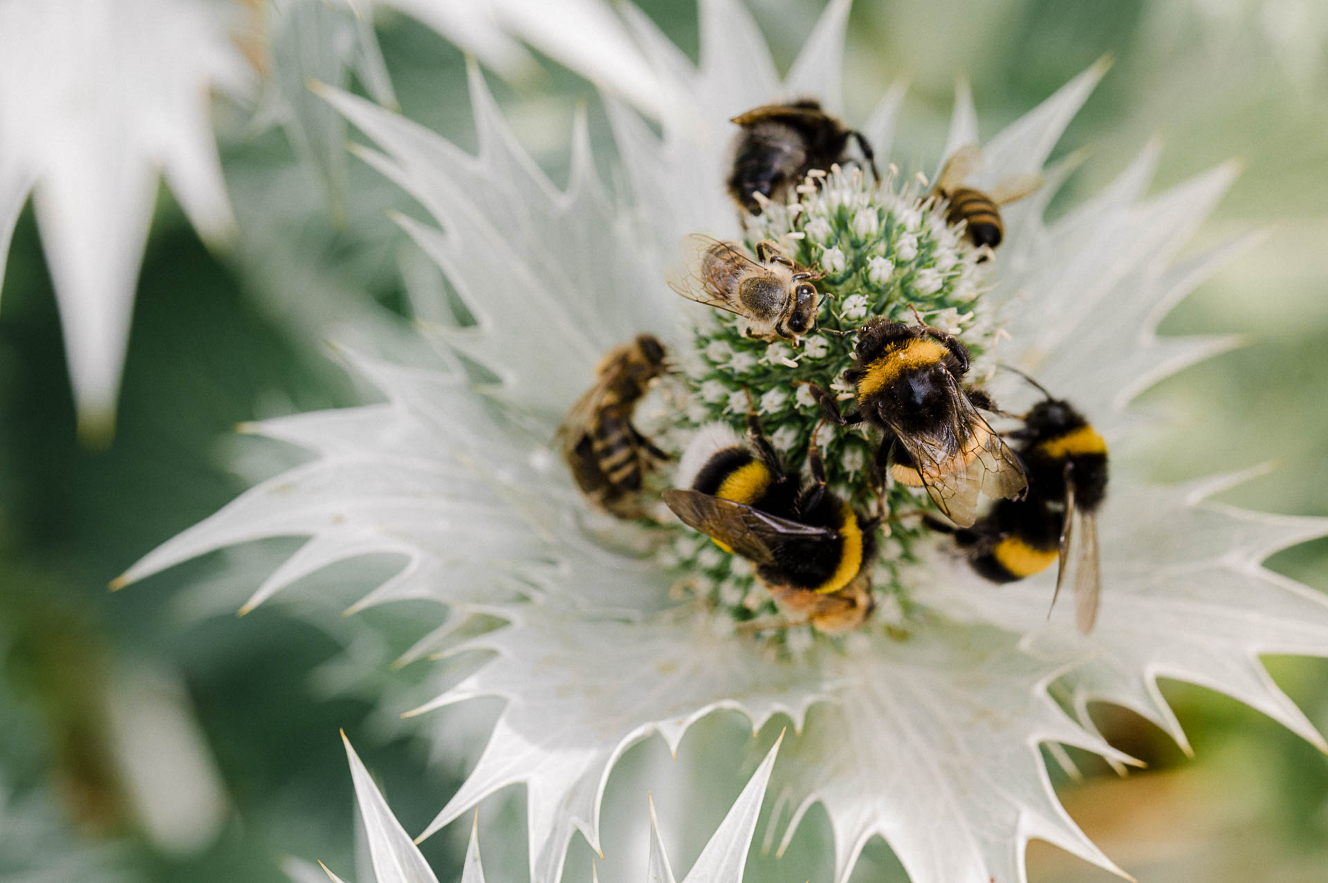 Mannstreu passt in den Klimagarten und ist bei Insekten beliebt