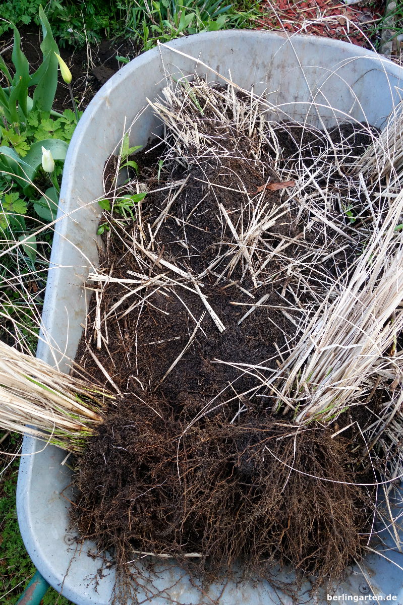 Lebendig und tot - Pflanzenverjüngung ganz praktisch