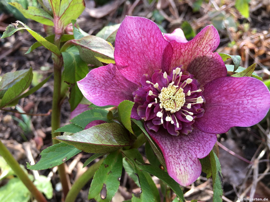 Vorfrühlingserwachen berlingarten