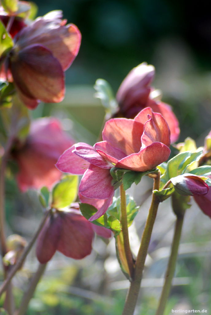Vorfrühlingserwachen berlingarten