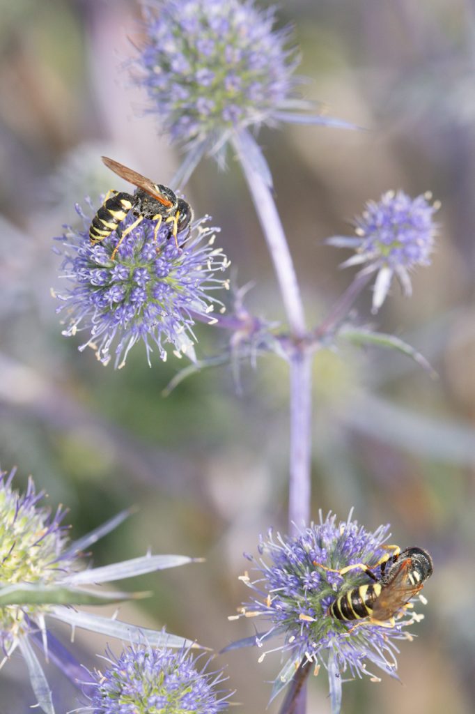 Mannstreu Eryngium als insektenfreundliche Pflanze im insektenfreundlichen Garten mit Bienenwölfen