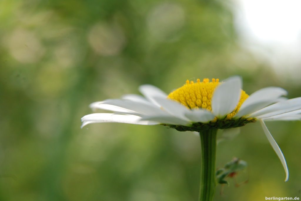 Margeriten im berlingarten