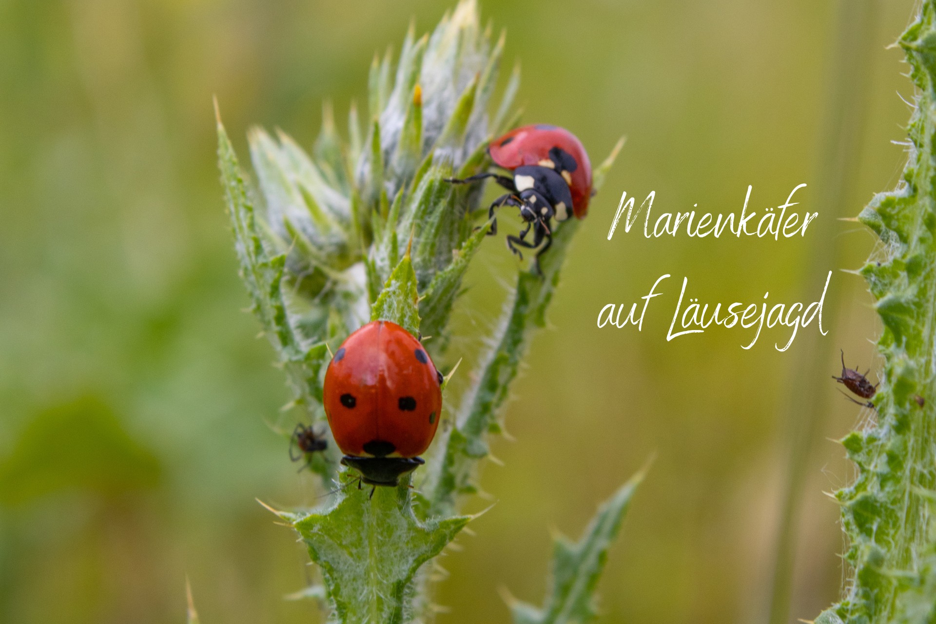 Schädlinge werden im Naturgarten von den Nützlingen wie den Marienkäfern gefressen