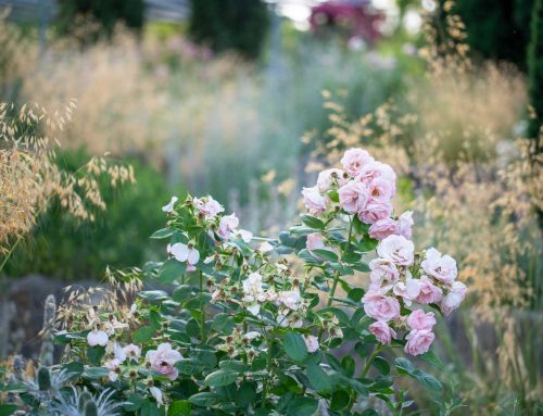 Gartengestaltung mit Rosen und Gräsern: mediterrane Leichtigkeit für deinen Garten