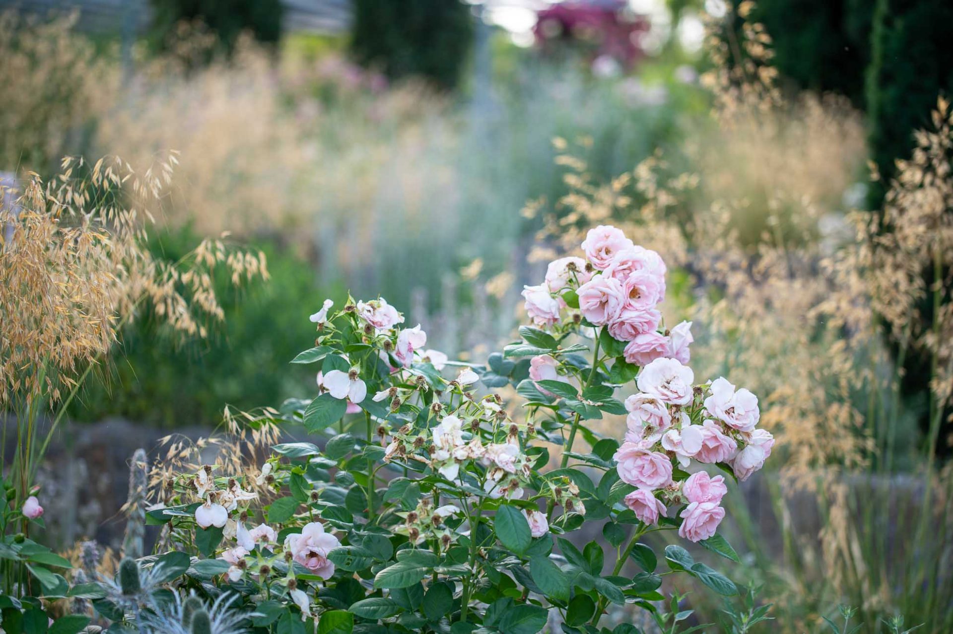 Gartengestaltung mit Rosen und Gräsern: Mediterraner Rosengarten für Anfänger