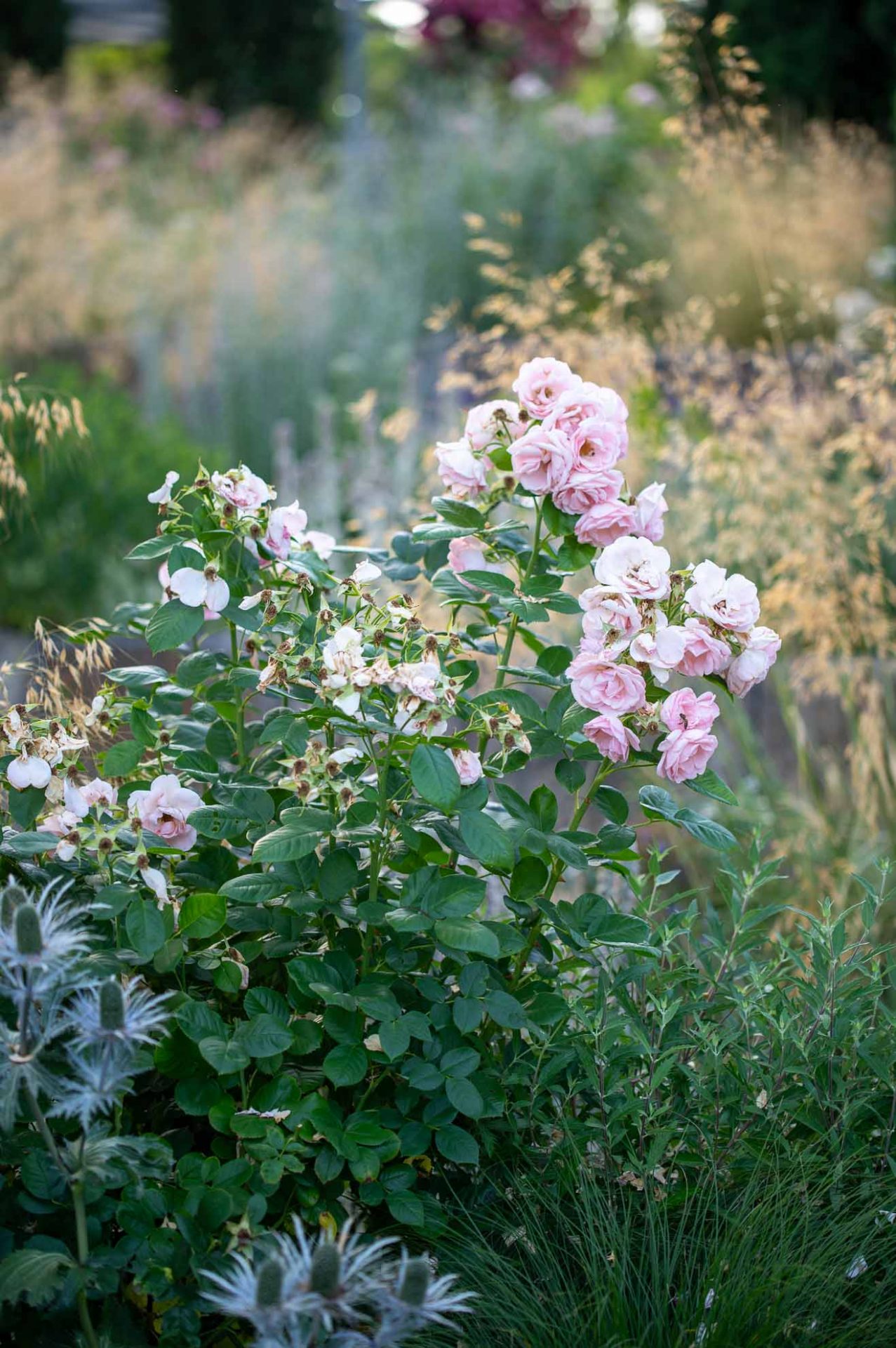 Mediterraner_Rosengarten (12 von 19) Romantische Rose für den mediterranen Rosengarten: Bouquet Parfait