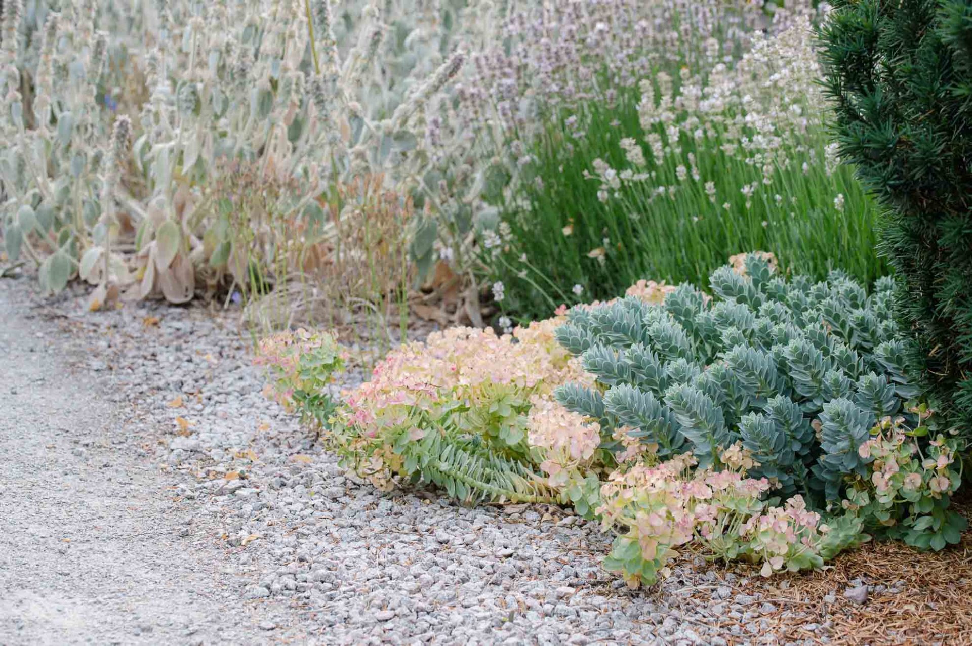 Mediterraner_Rosengarten (13 von 19) Walzenwolfsmilch