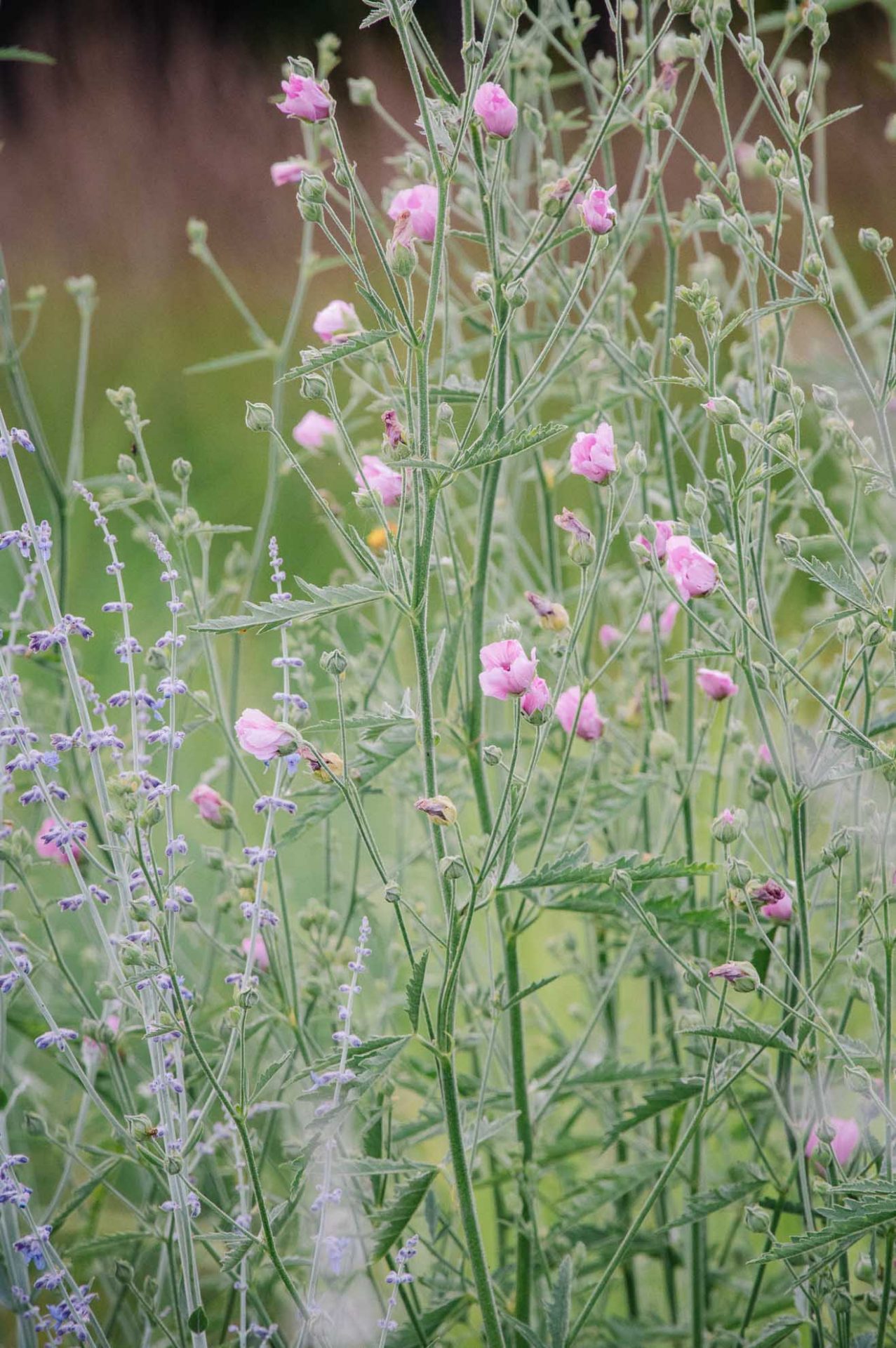 Mediterraner_Rosengarten (14 von 19) Hanfblättriger Eibisch