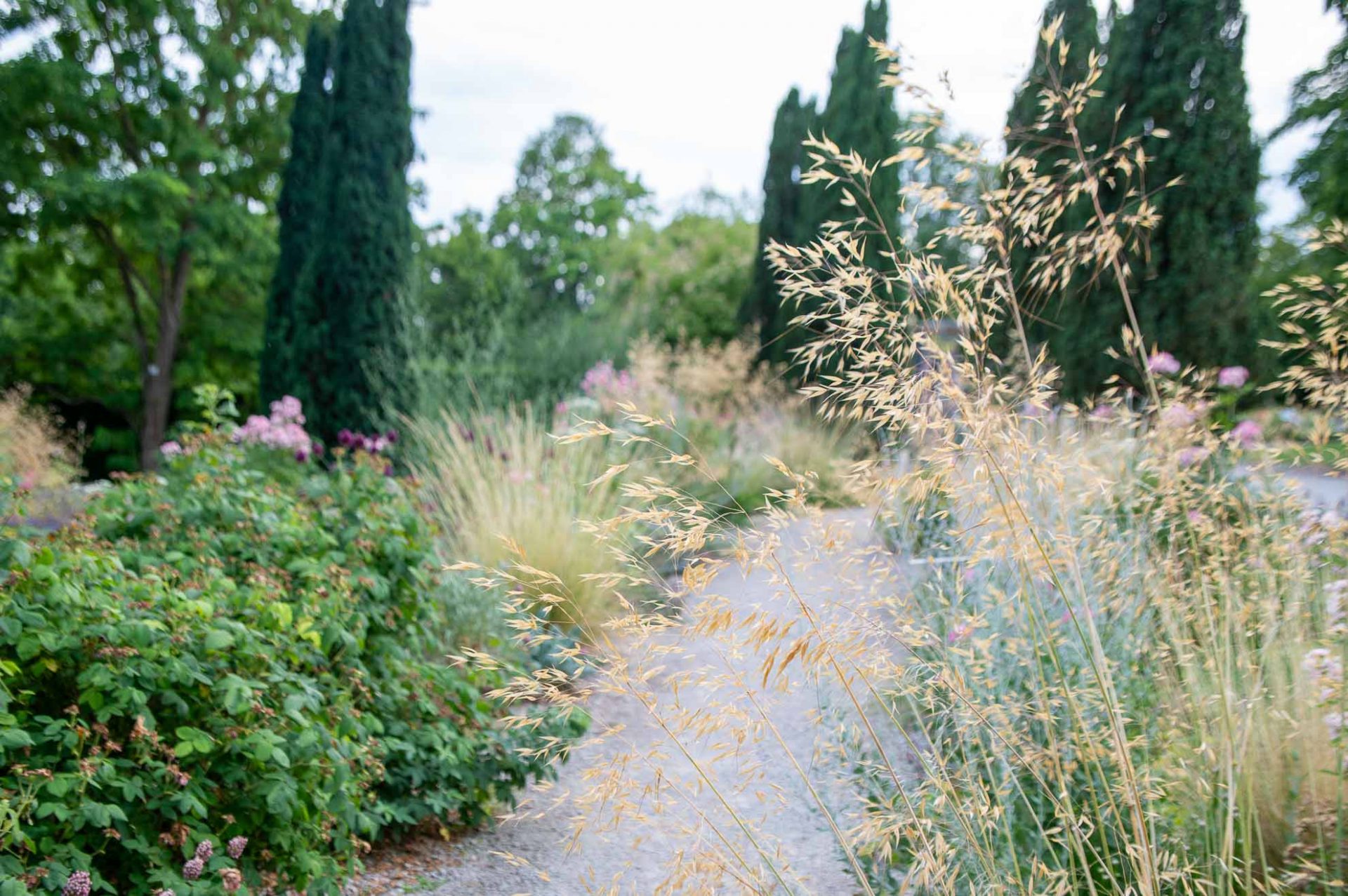 Mediterraner_Rosengarten (17 von 19) Wege schlängeln sich durch den landschaftlichen Rosengarten