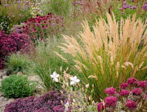 Garten modern bepflanzen: Traumbeete, die begeistern und praktisch von alleine wachsen