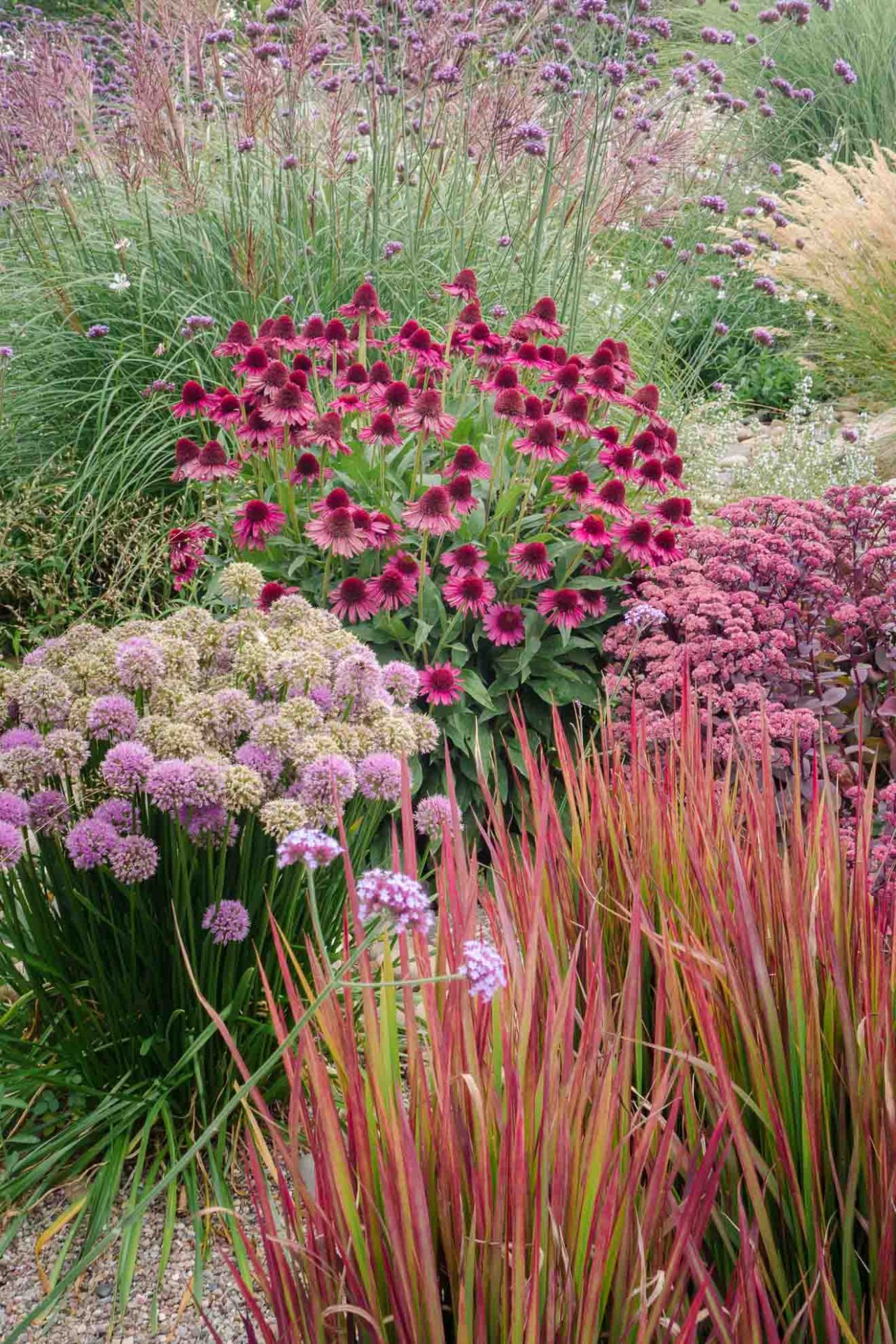 Garten modern anlegen mit Purpursonnenhut und Berglauch im August