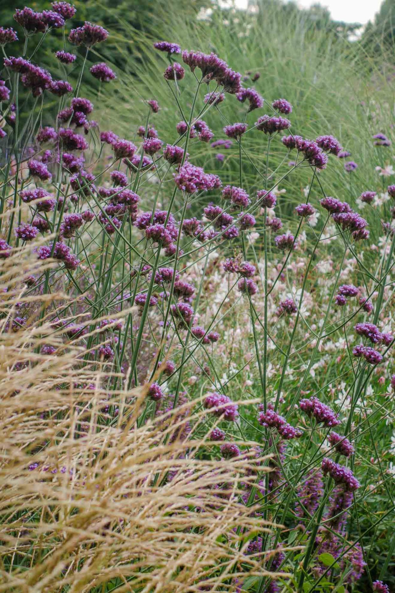 Patagonisches Eisenkraut im modernen Beet