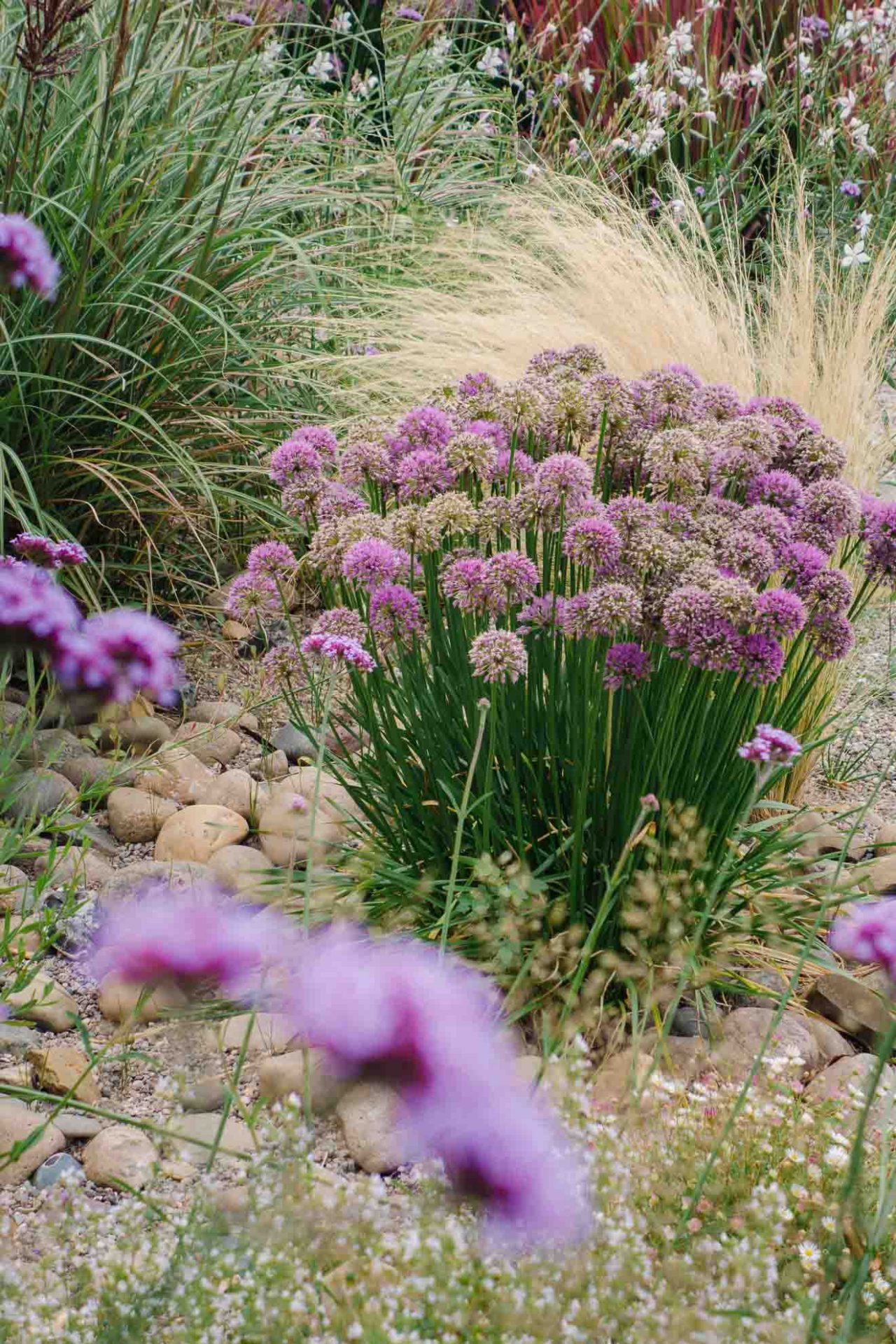 Berglauch ist ein tolles Allium für den Hochsommer