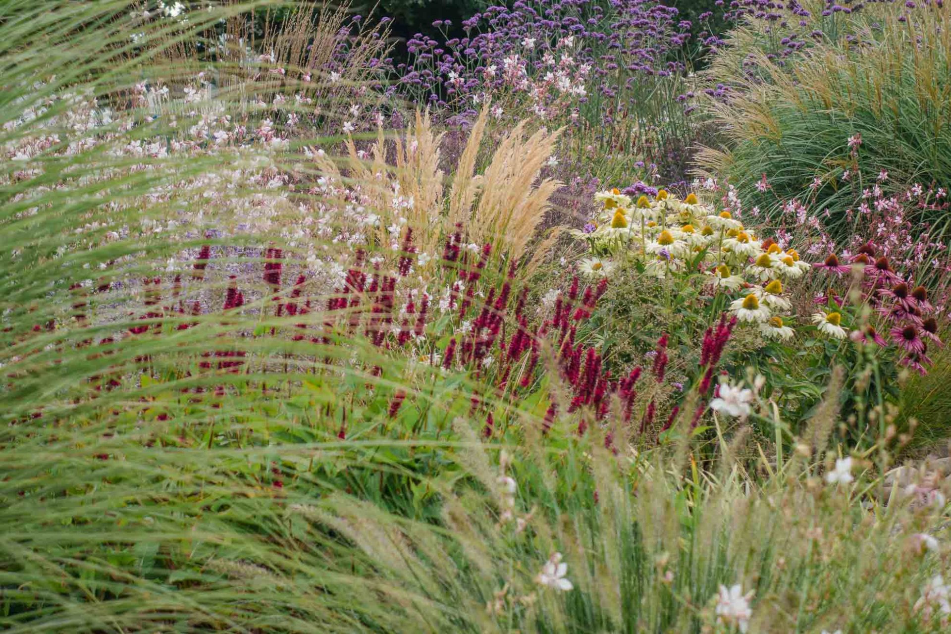 Garten modern bepflanzen geht am besten mit natürlichen Pflanzen