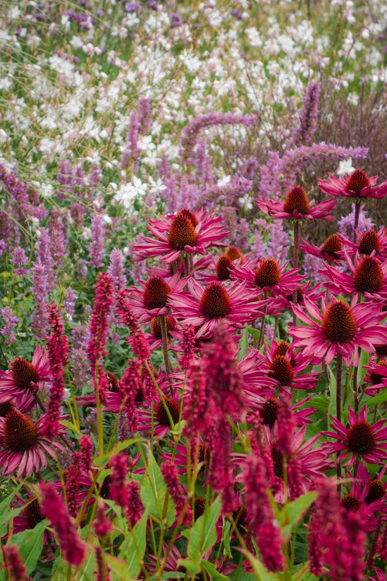 Purpursonnenhut und Duftnessel: Garten modern anlegen