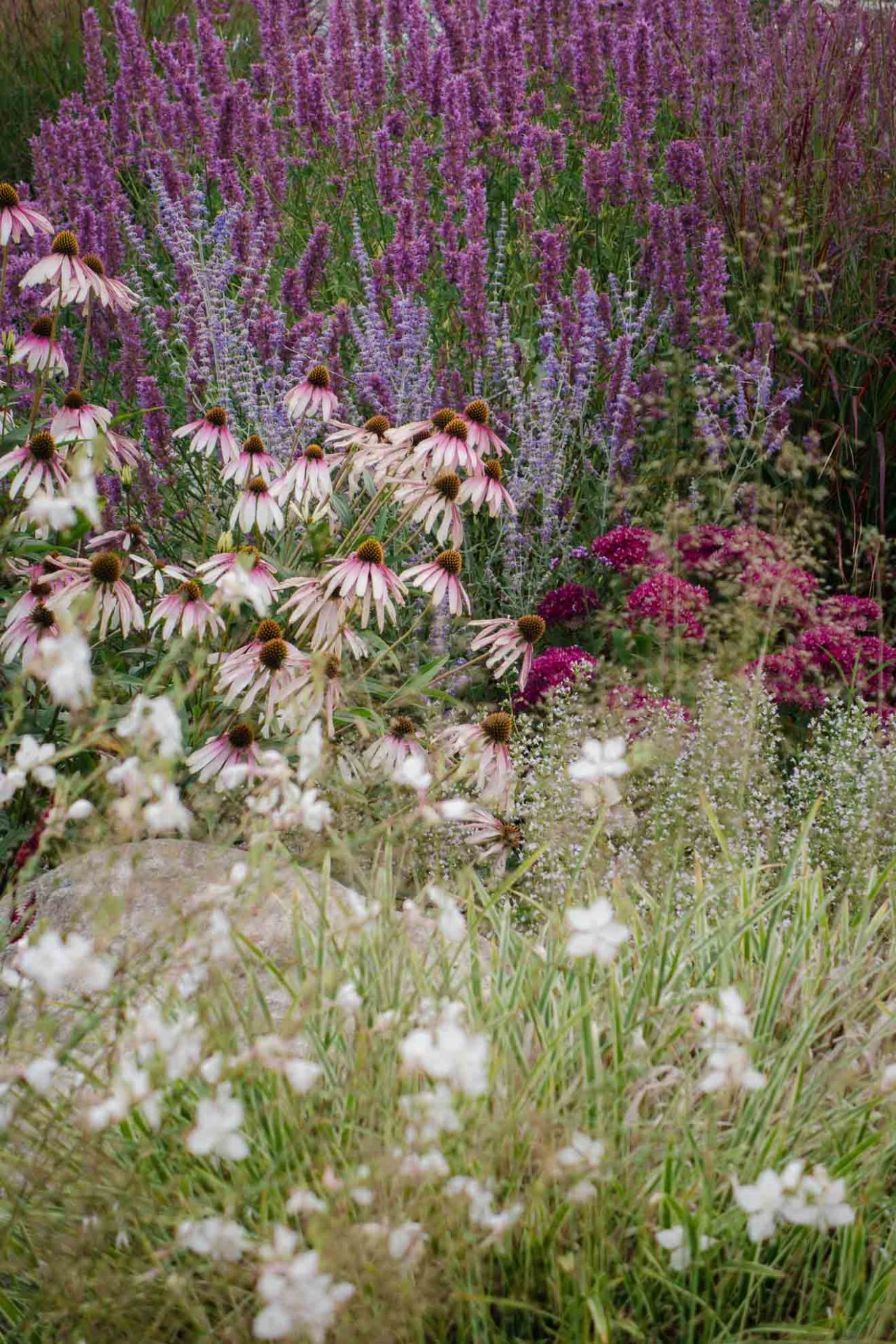 Echinacea pallida im natürlichen modernen Garten