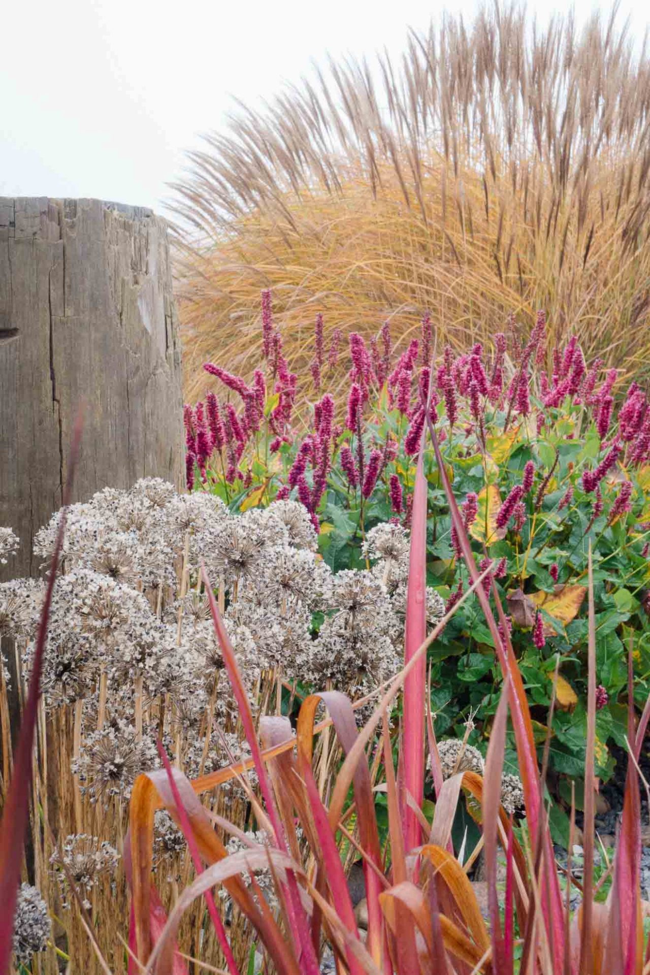 Garten modern anlegen als Szene im November: Berglauch verblüht, Kerzenknöterich in Blüte