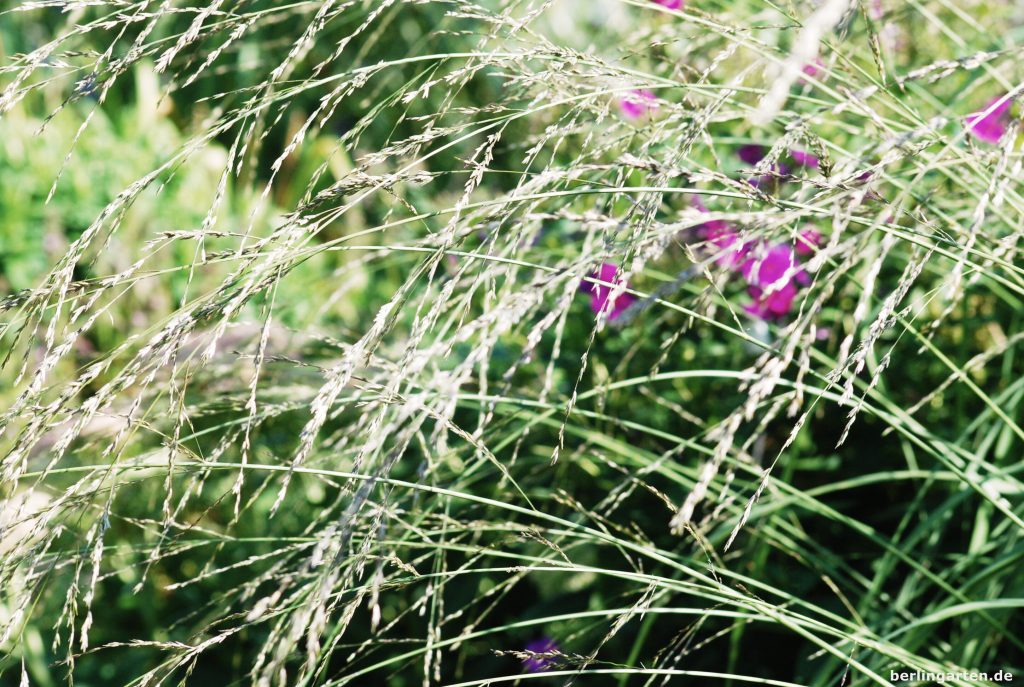 Durch die Rispen des Pfeifengrases Molinia arundinacea 'Transparent' kann man wunderbar hindurchschauen