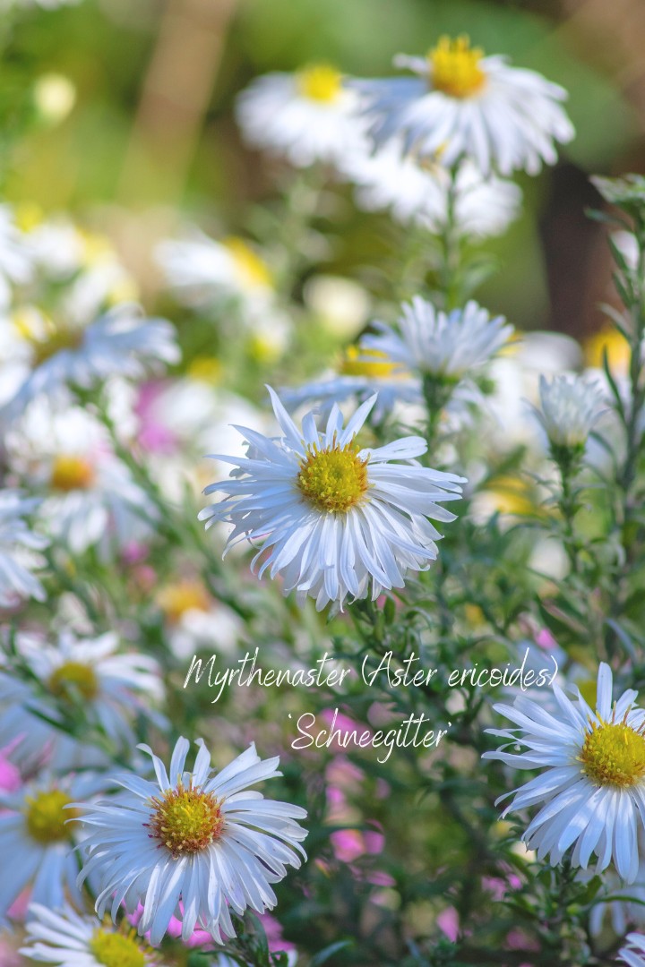 Aster weiße Sorte wie Gänseblümchen: die Myrthenaster Aster ericoides 'Schneegitter'