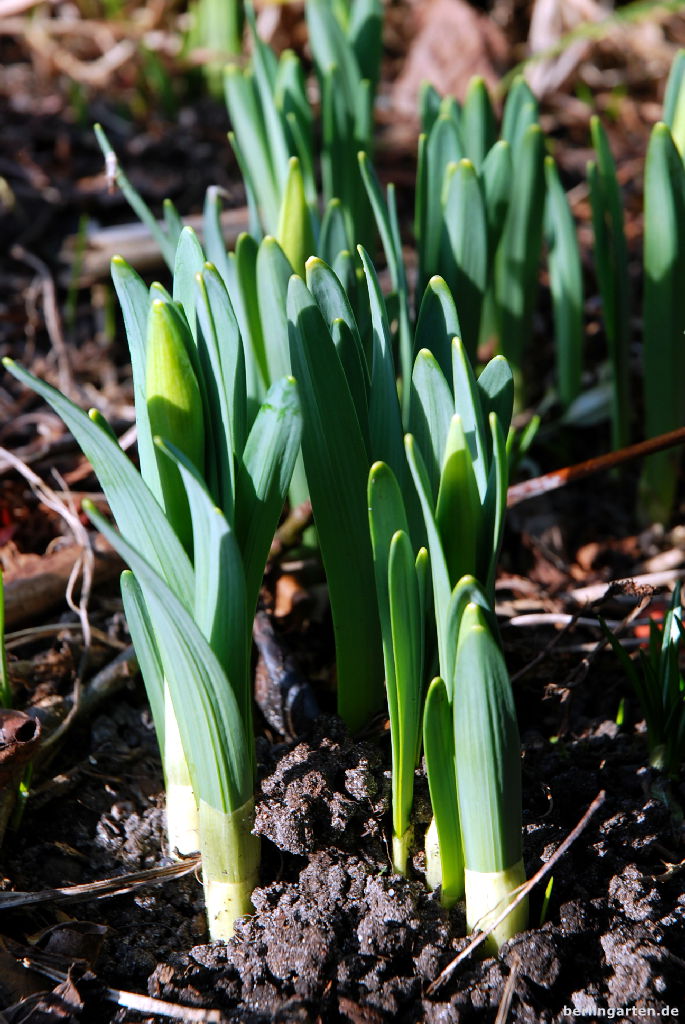Narzissen-Frhling: Im Garten luten die Osterglocken  berlingarten