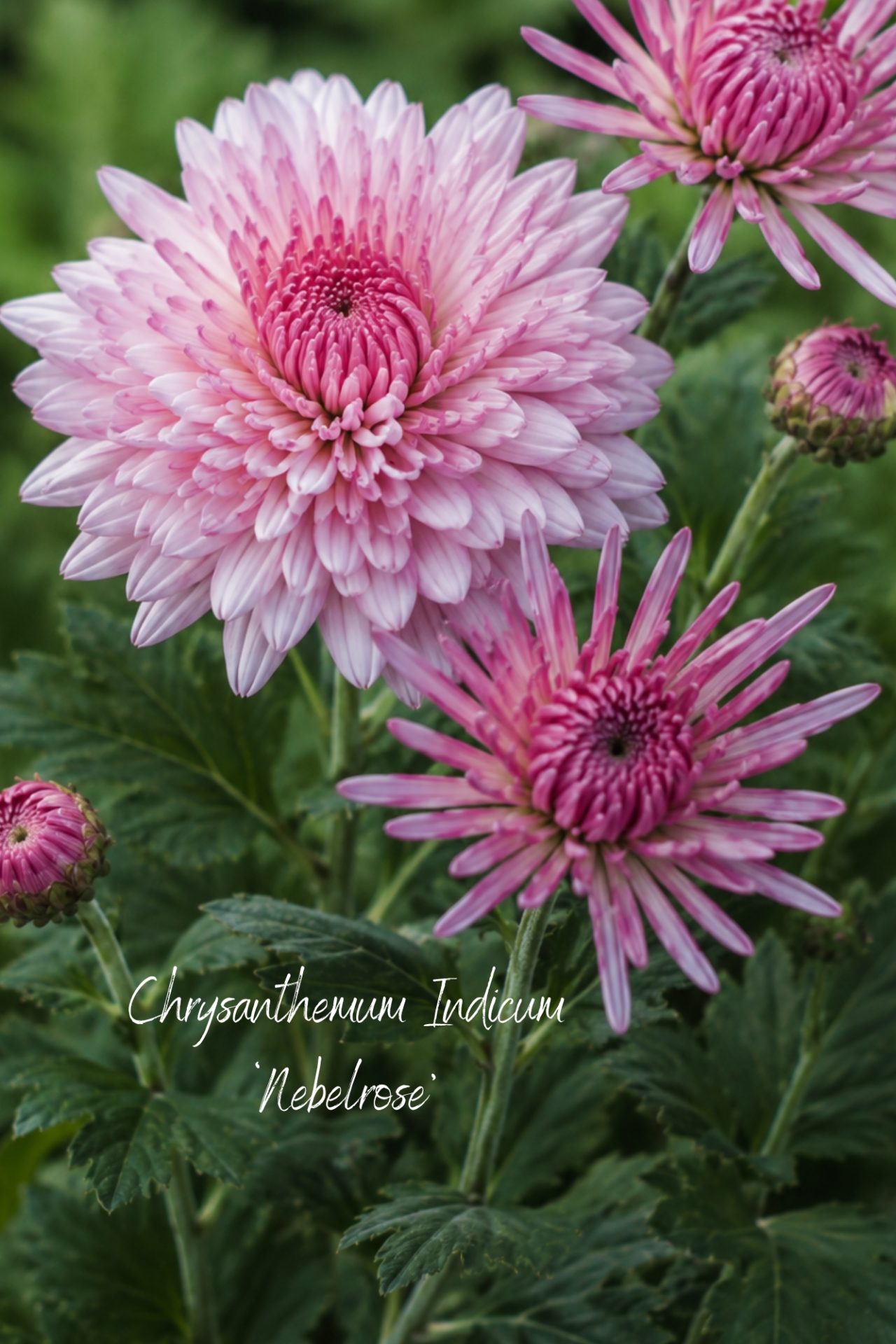 Unkomplizierter als eine Dahlie: Chrysantheme Nebelrose