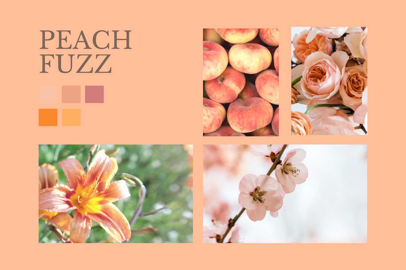 Trendfarbe Peach Fuzz in ein zarter Pfirsichton, den man auch lachsfarben oder apricot nennen könnte