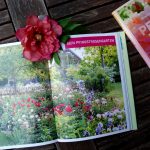 Pfingstrosen als Hauptakteure eines Gartenschauspiels