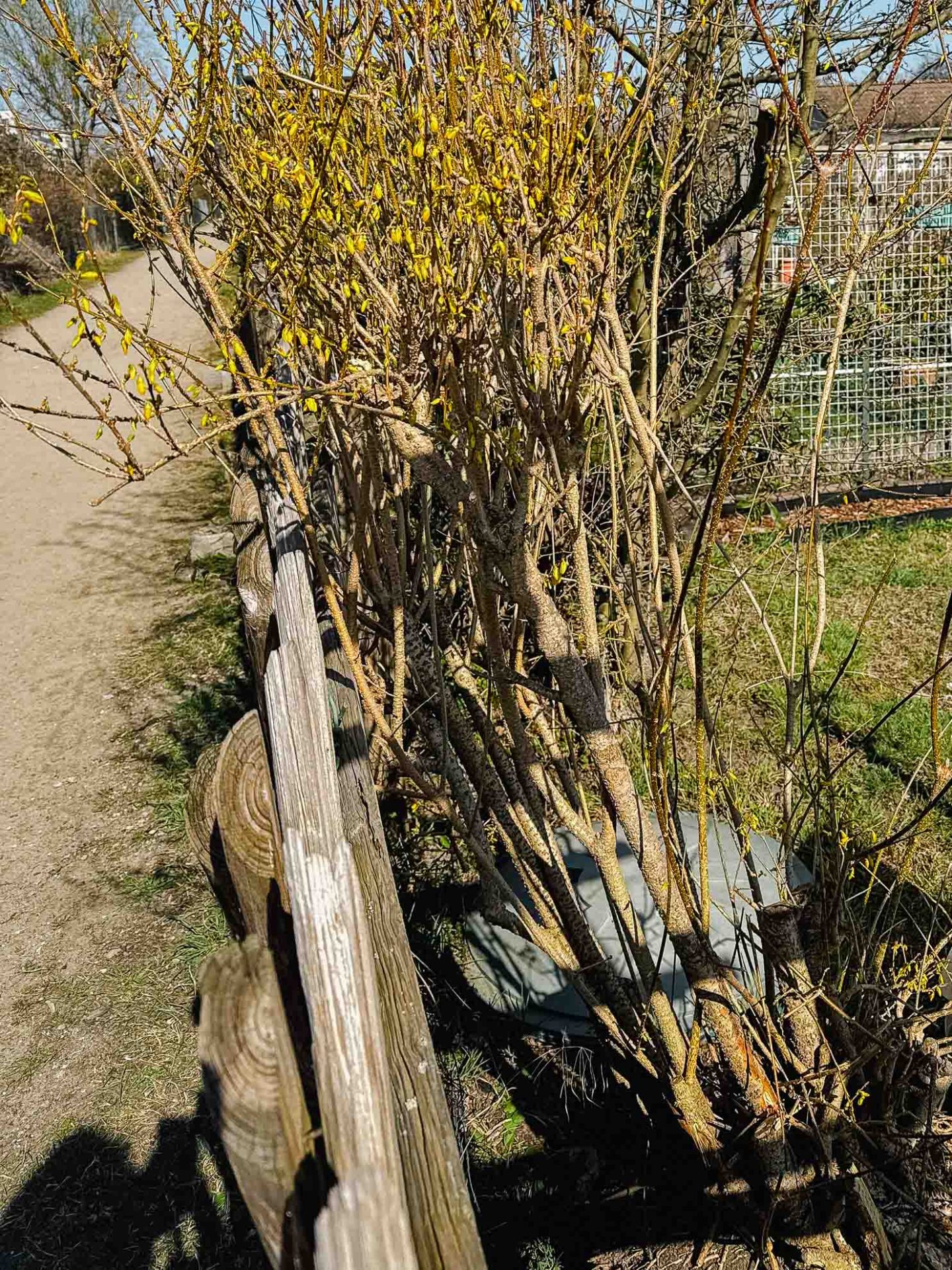 Forsythie auf Stock setzen