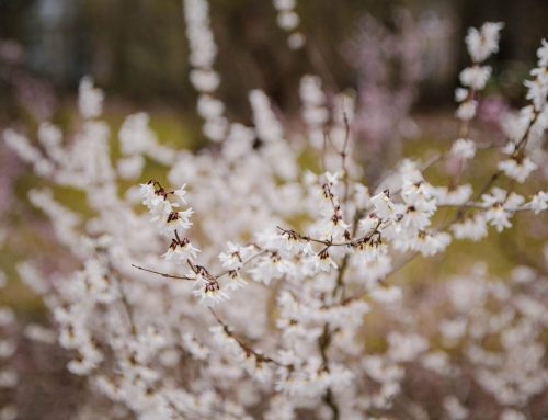 Pflanzen richtig schneiden: der botanische Trick hinter dem Rückschnitt