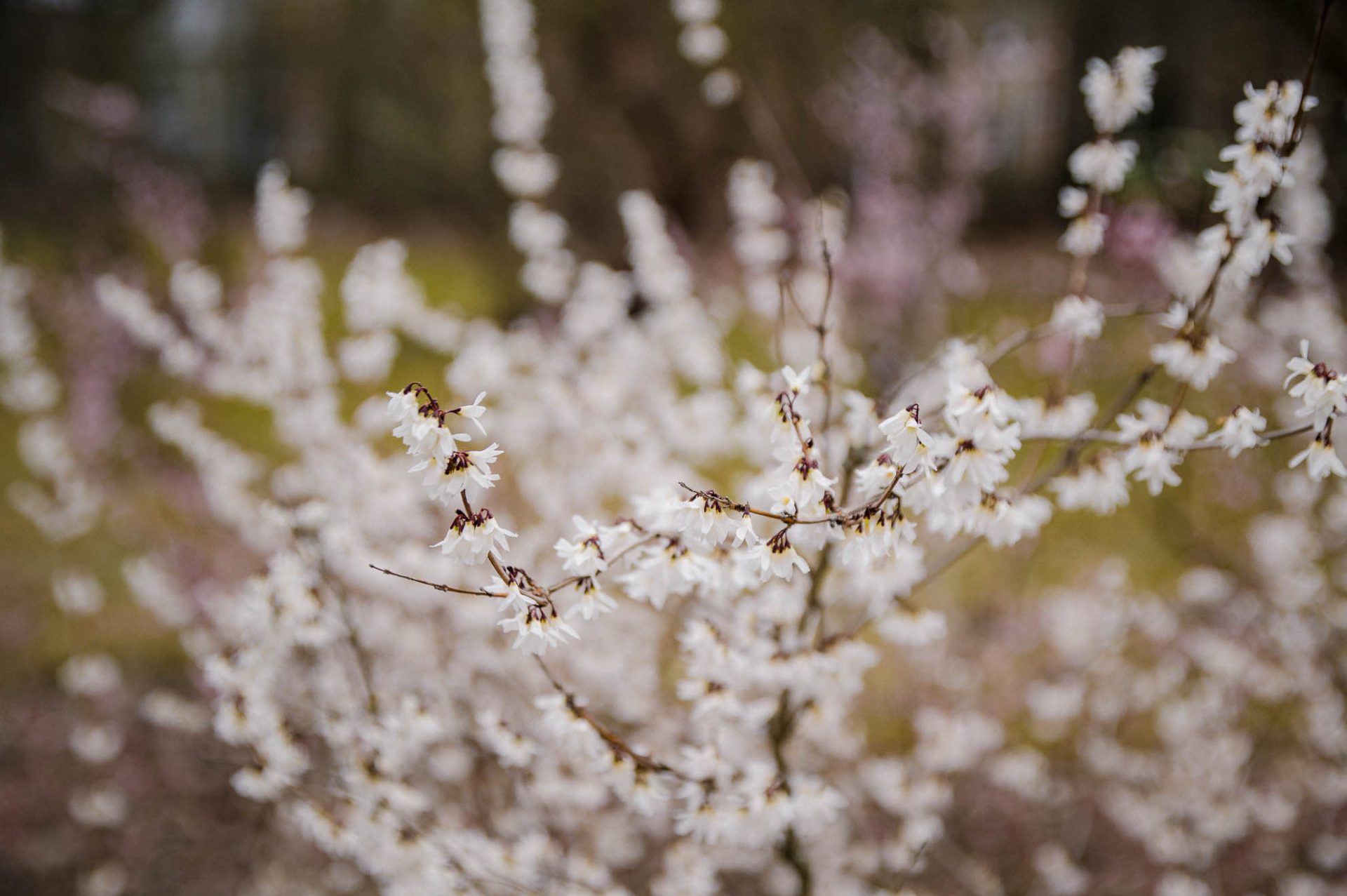 Pflanzen richtig schneiden: lockerer Wuchs
