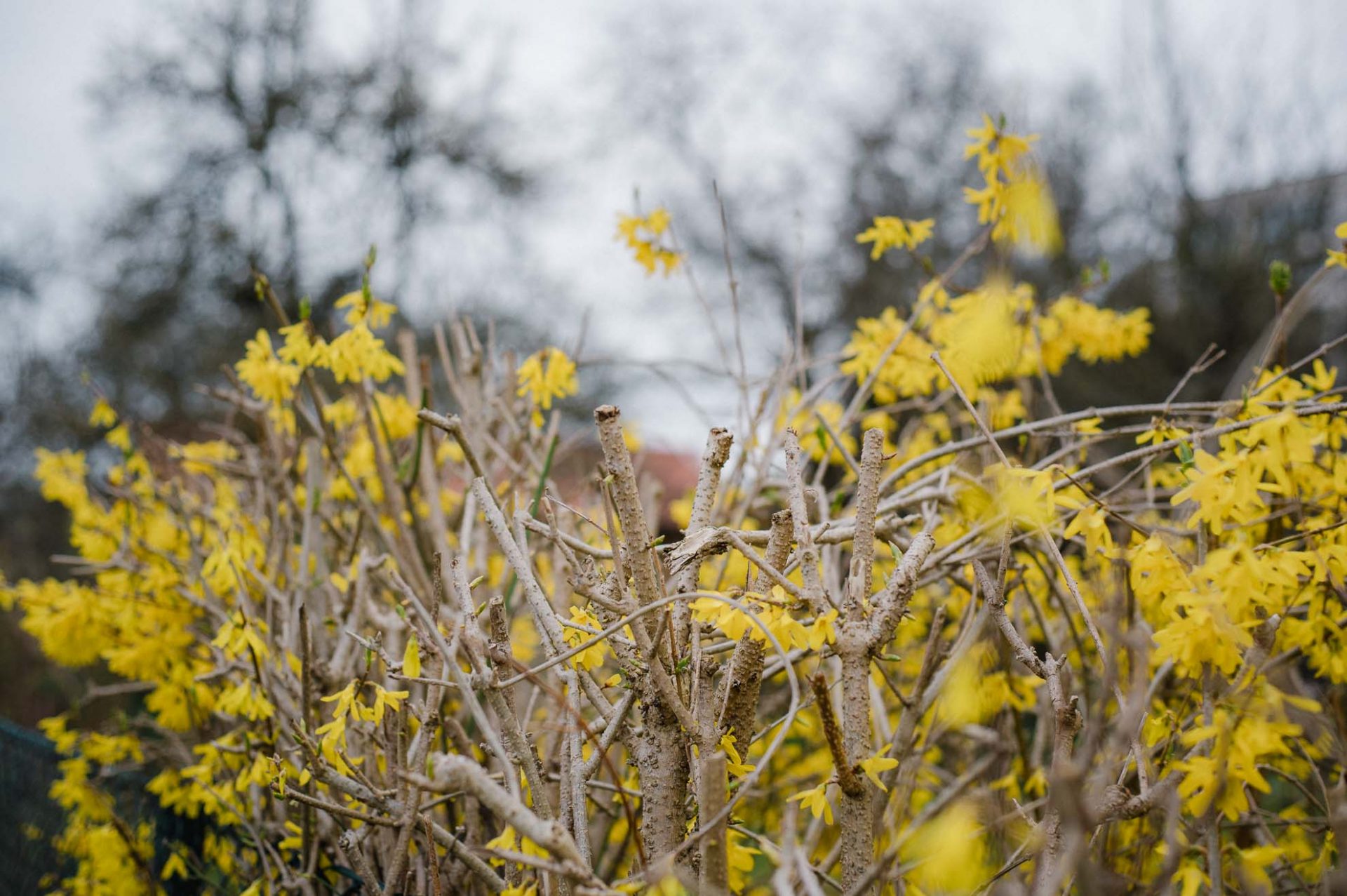 Pflanzen richtig schneiden berücksichtigt das natürliche Triebwachstum