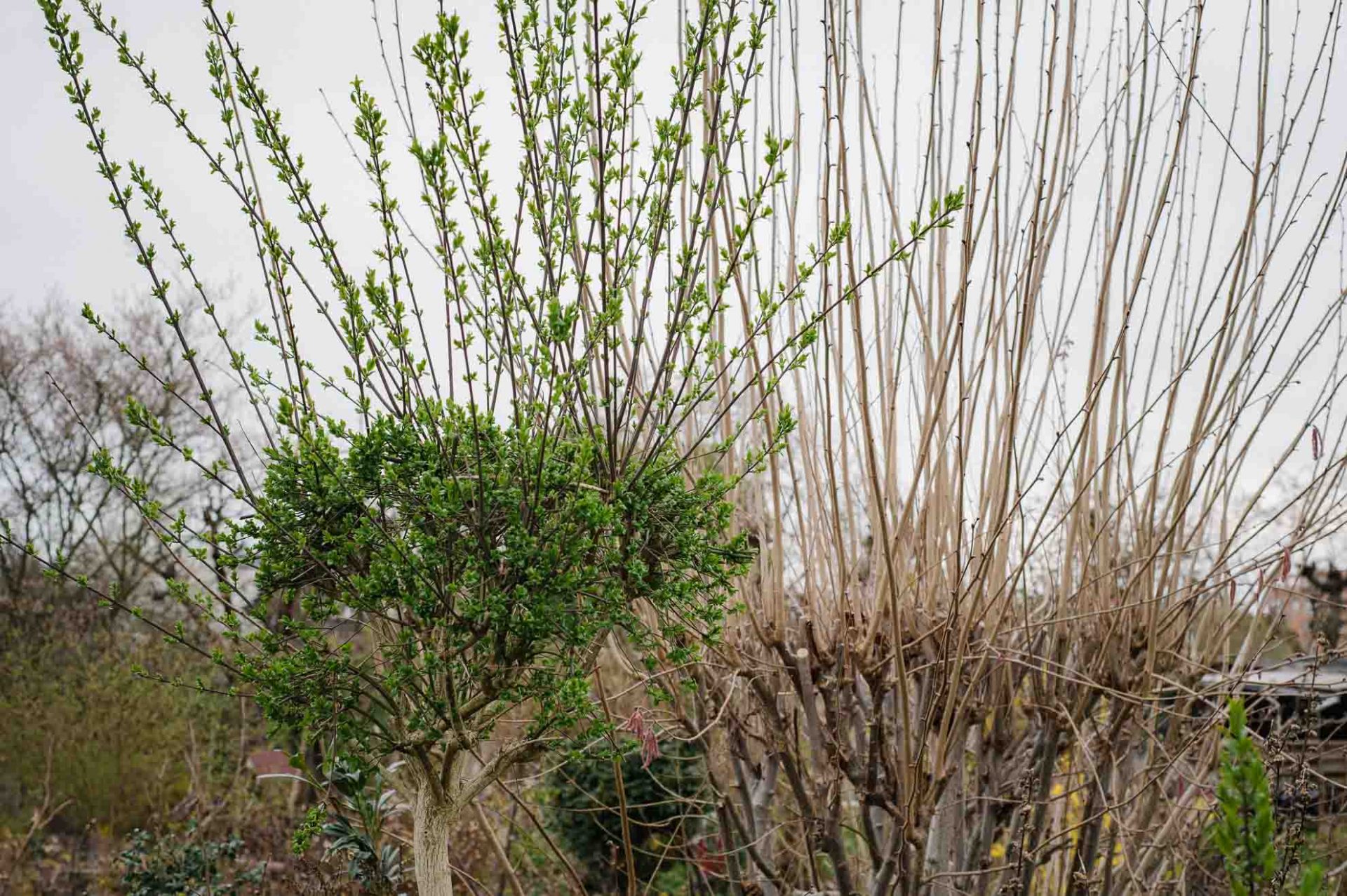 Pflanzen richtig schneiden: so nicht. Hier entsteht Wildwuchs an ungünstiger Stelle