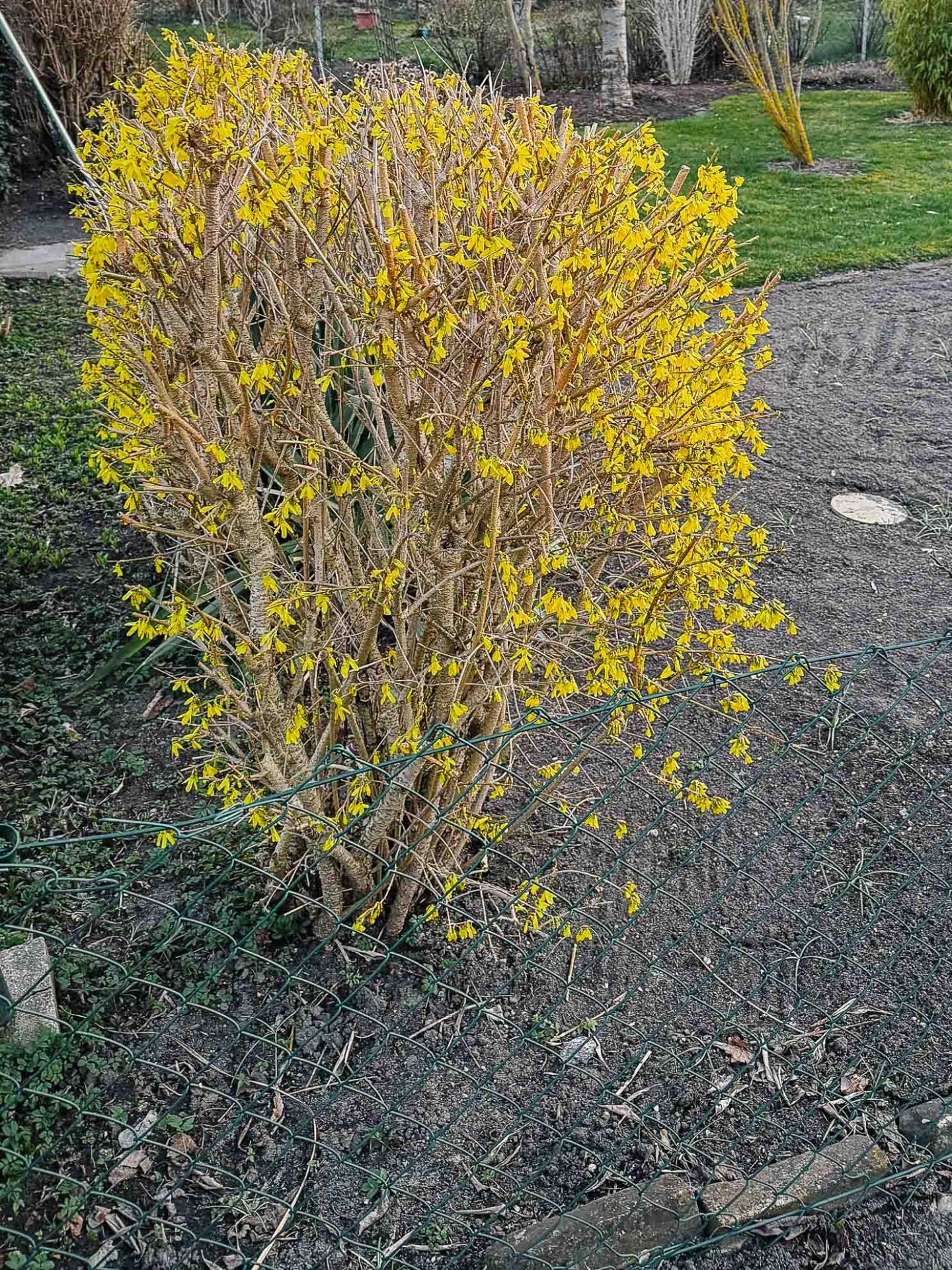 Forsythie als Formschnittgehölz