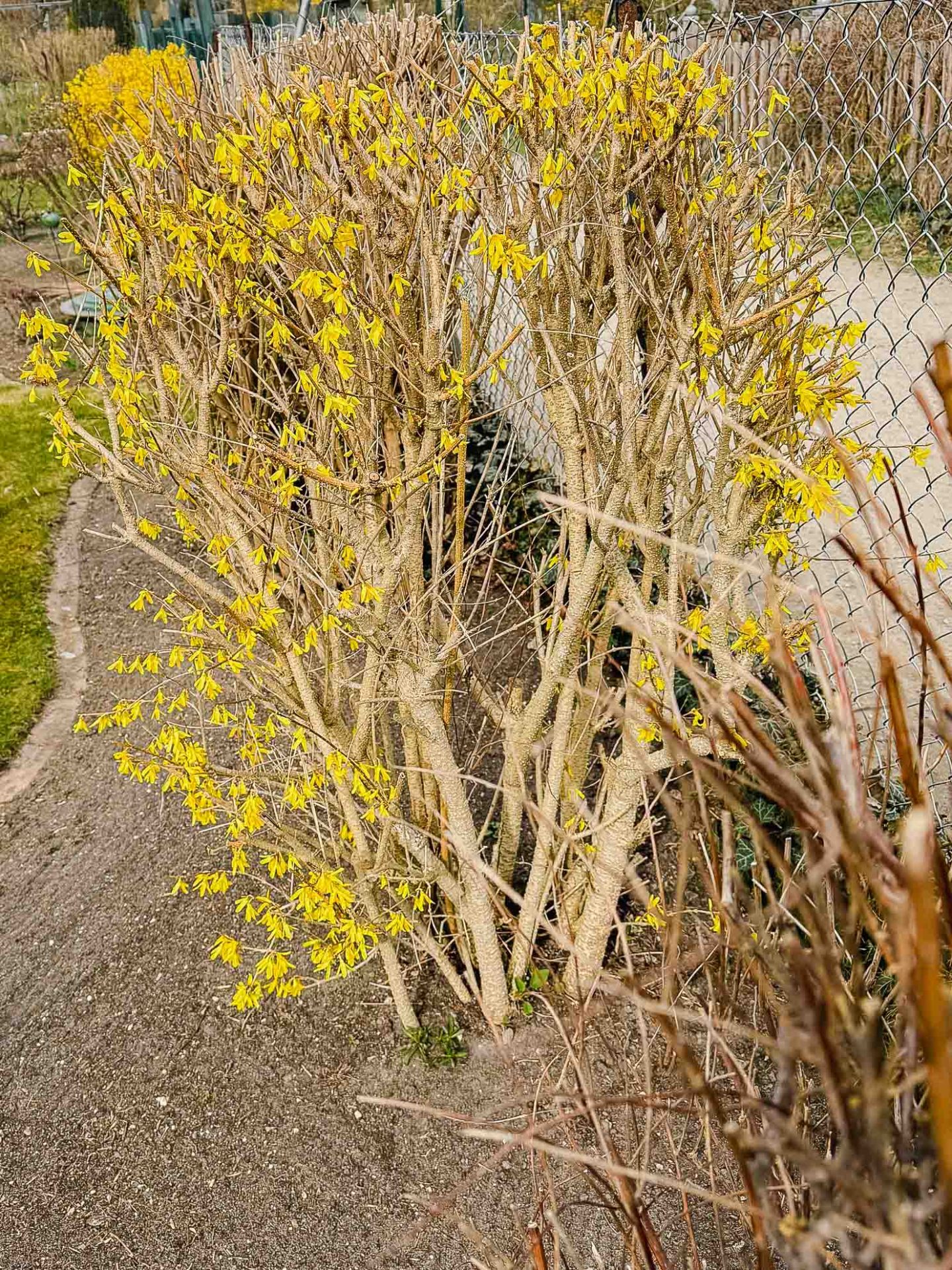 Hausmeisterschnitt Forsythie